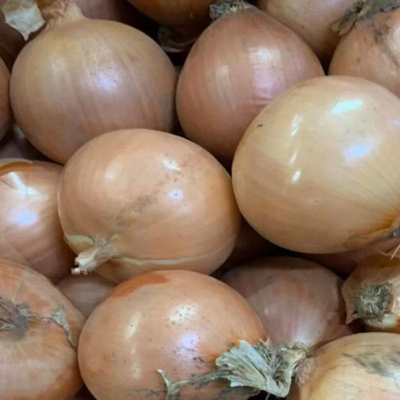 Chinese fresh onion with Long-shelf life