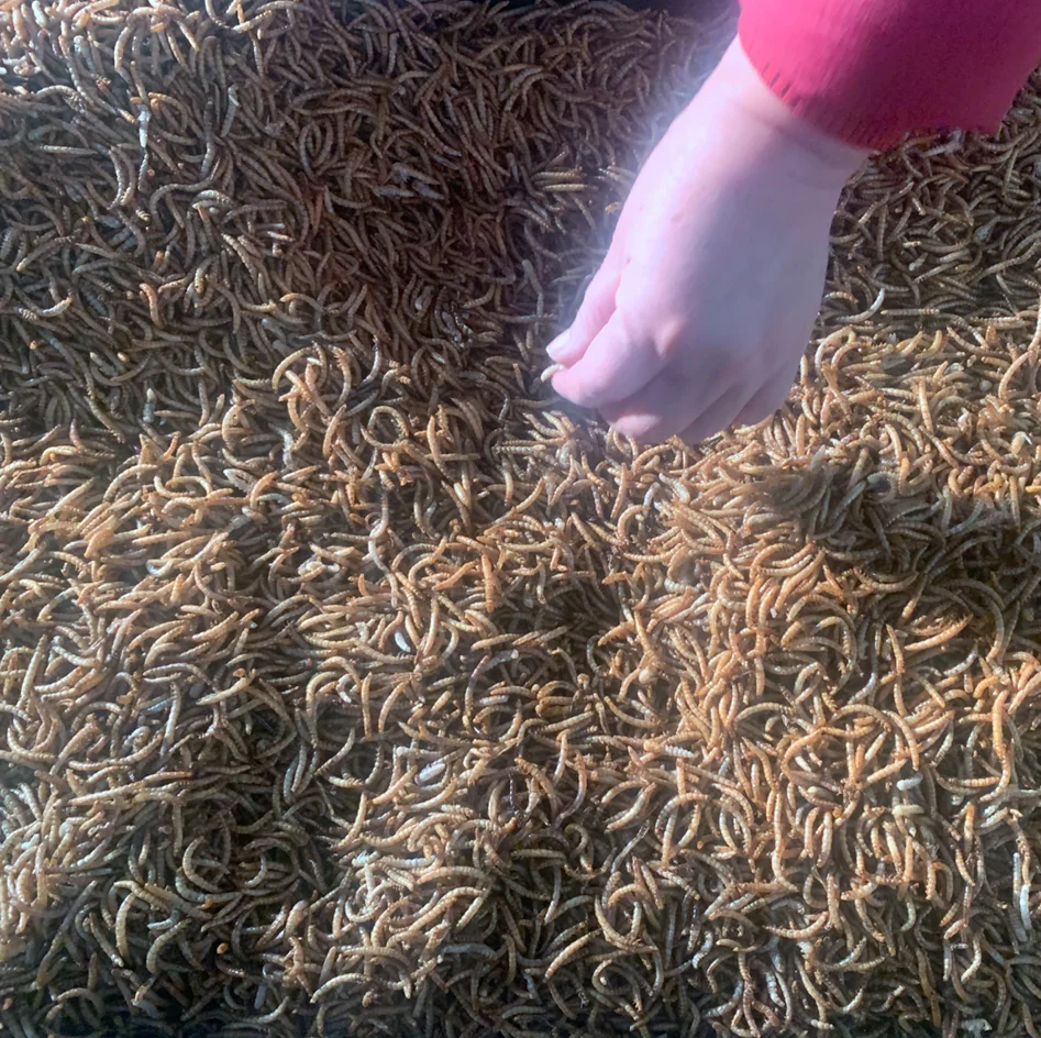 Wholesale High Protein Pet Food Dried Mealworms Freeze yellow breadworm