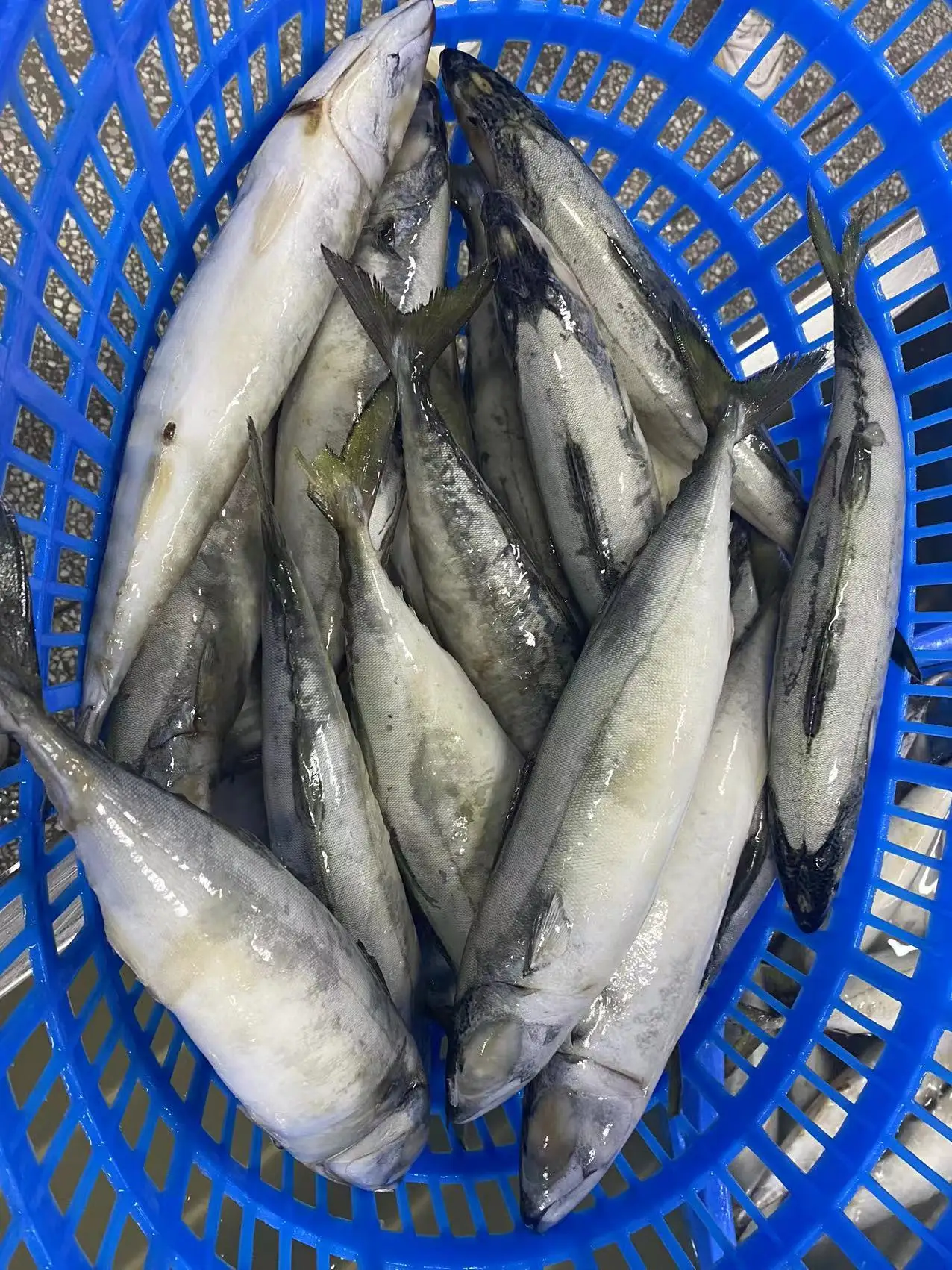 Frozen Pacific Mackerel WR