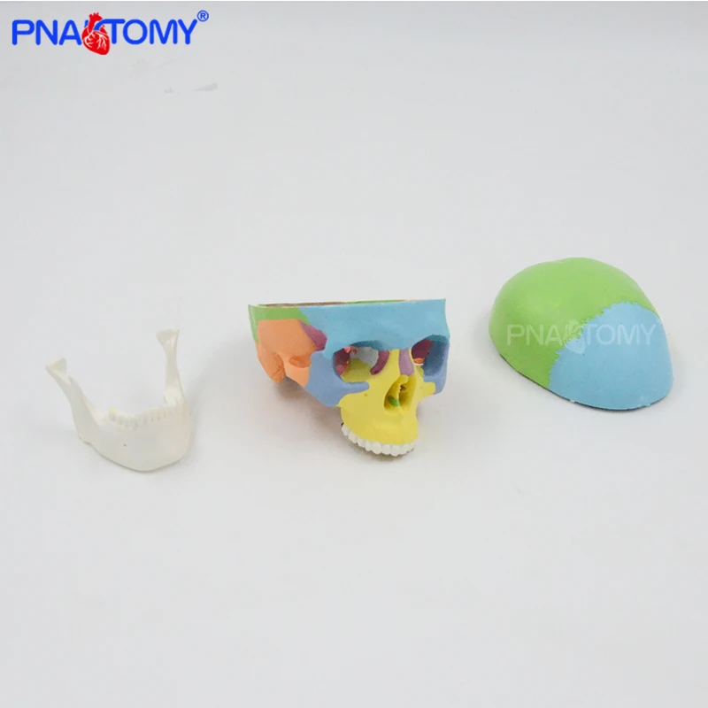 Colored Mini Skull Model Human Anatomical Head medical Cheap skull Anatomy Convenient PVC Teaching Tool Painting Sculpt Used