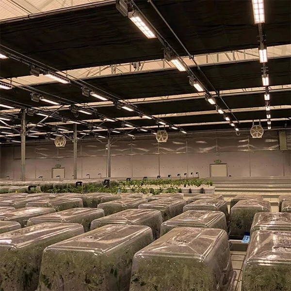 Waterproof Dimmable  full Spectrum 630w Indoor Strawberry Flowering Medical Plant greenhouse light grow lamp