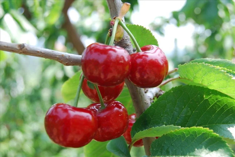 KWS China canned fruit factory wholesale canned red cherry fruit in syrup