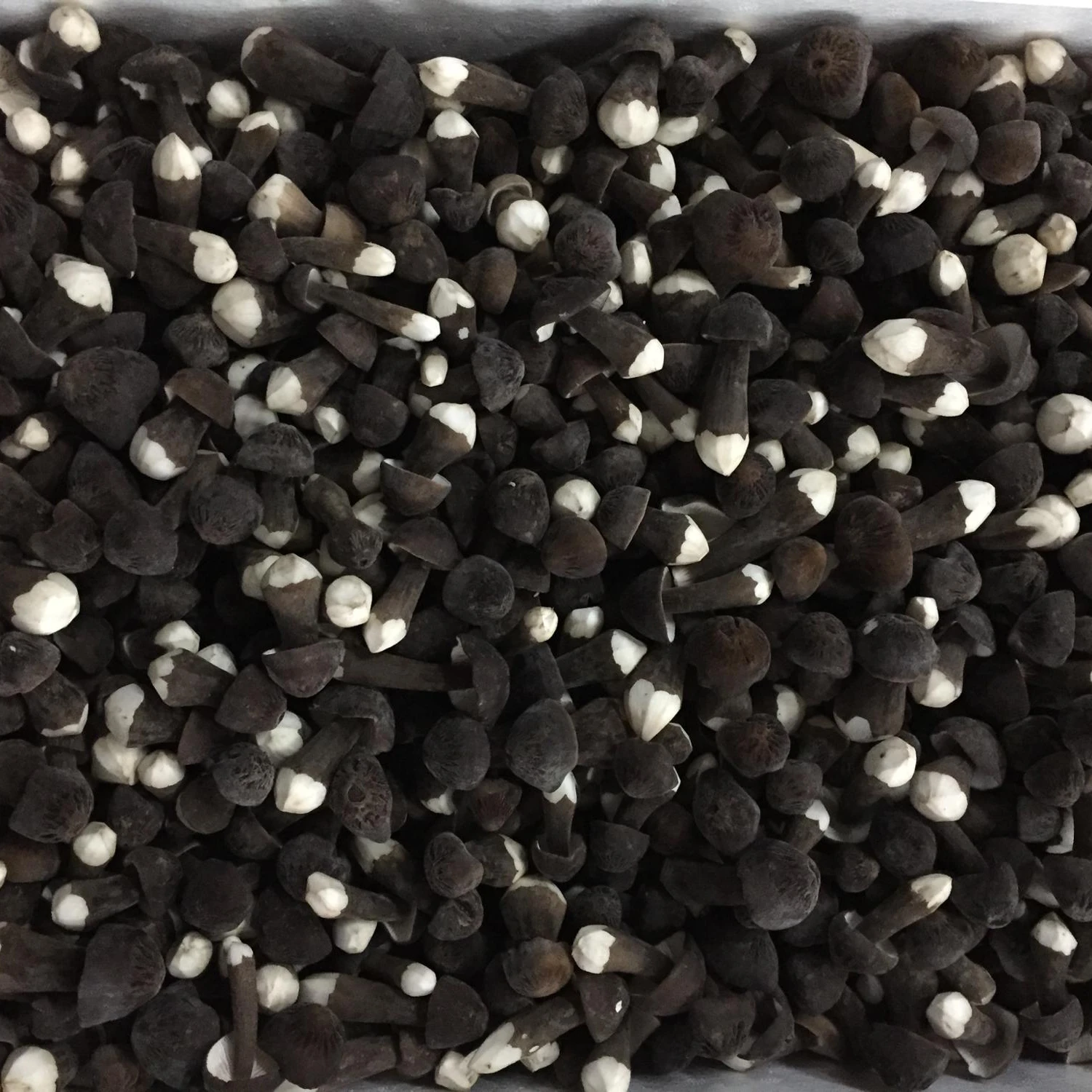 DETAN High quality Black Royal Chestnut Fresh Collybia albuminosa