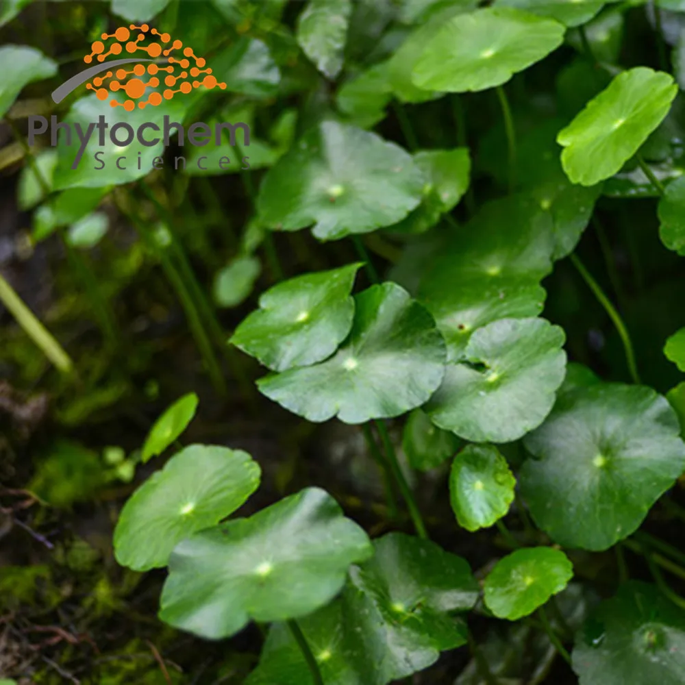 
Skin care cosmetic grade gotu kola / centella asiatica extract 40% Asiaticosides by HPLC 