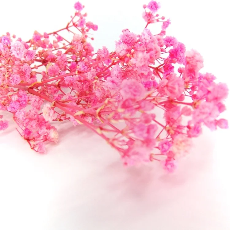 Factory  preserved gypsophila preserved flower bouquet preserved flowers and plants  dried lavender flowers