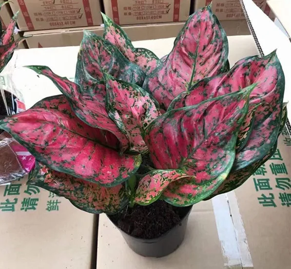 
Wholesale different colors Aglaonema live plant 