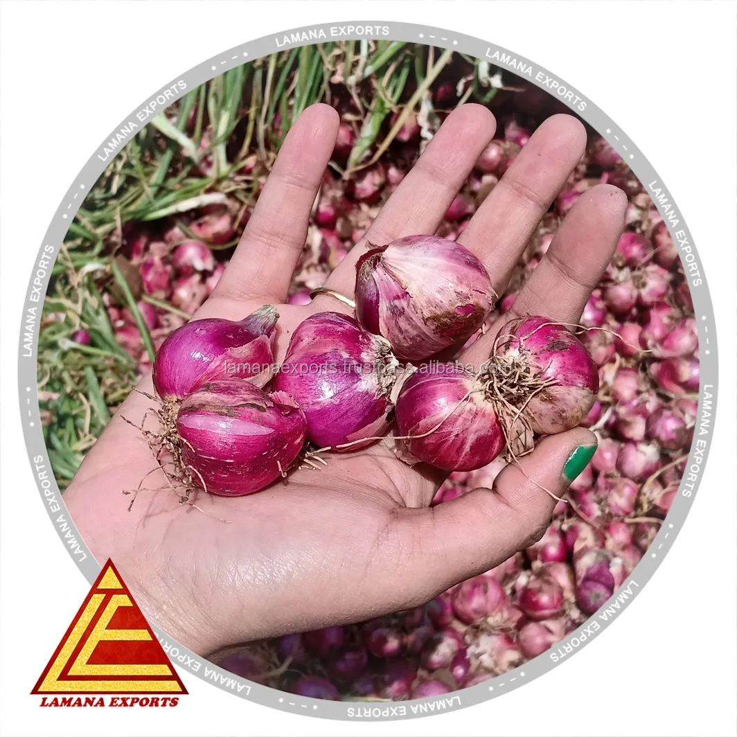 
Shallot Podisu Onion for Malayasia sambar onion 