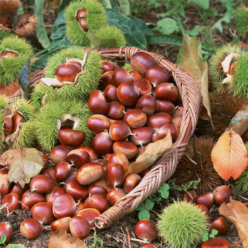 Organic Eating Chinese Peeled Roasted Chestnuts