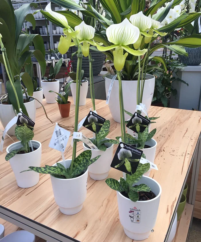 plastic tag for plants flower label/seed name marker