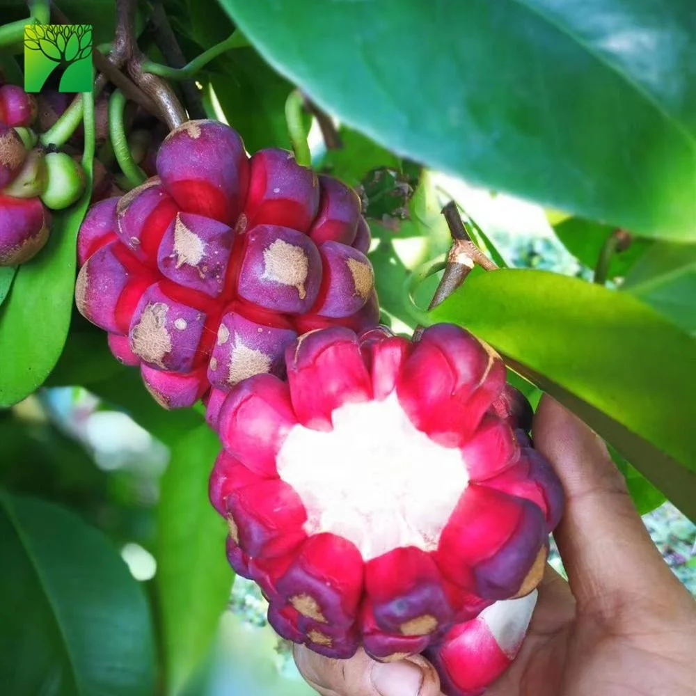 Cheap wholesale fruit plant seedling Kadsura coccinea