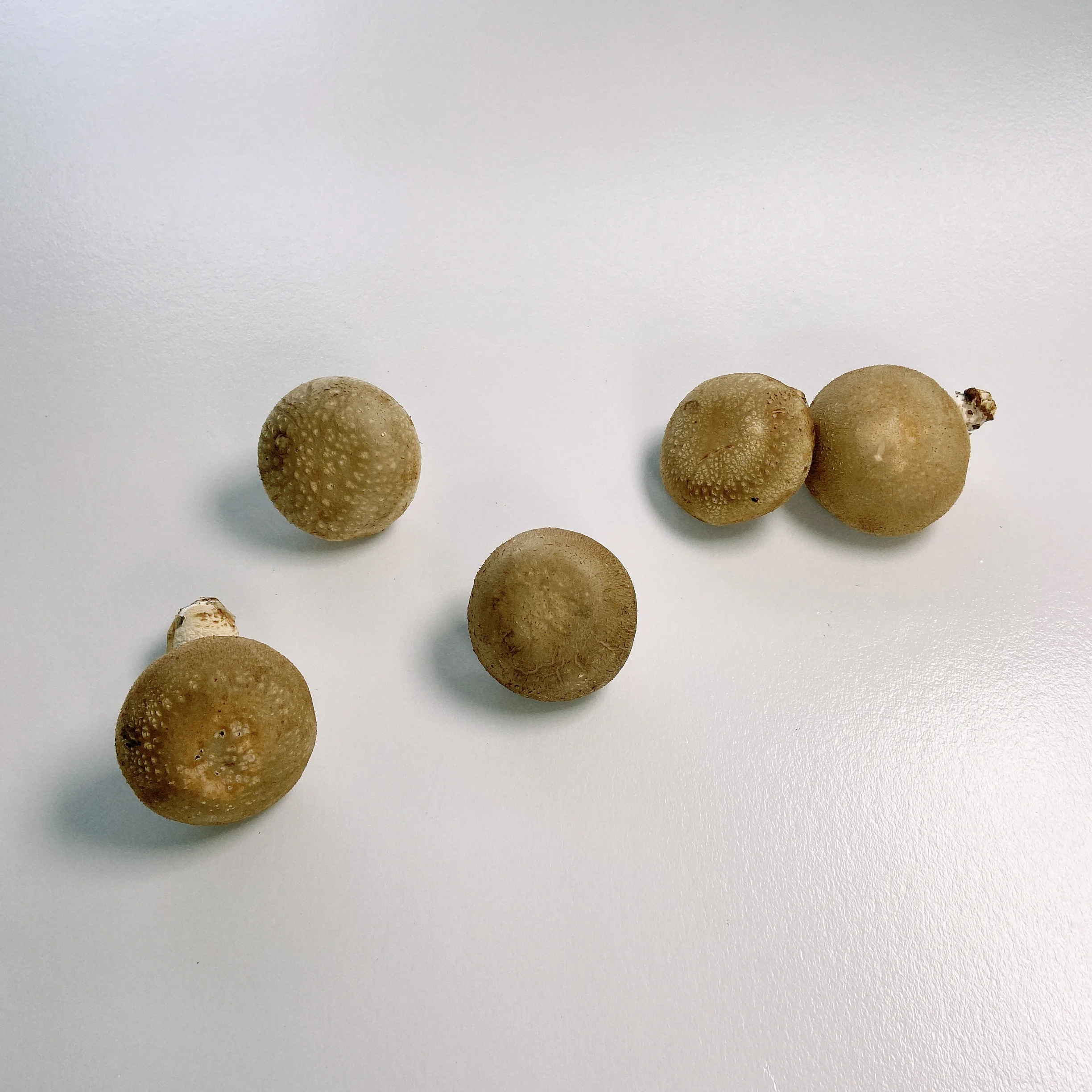 
China Professional Manufacturer Fresh Shiitake Mushrooms Organic 