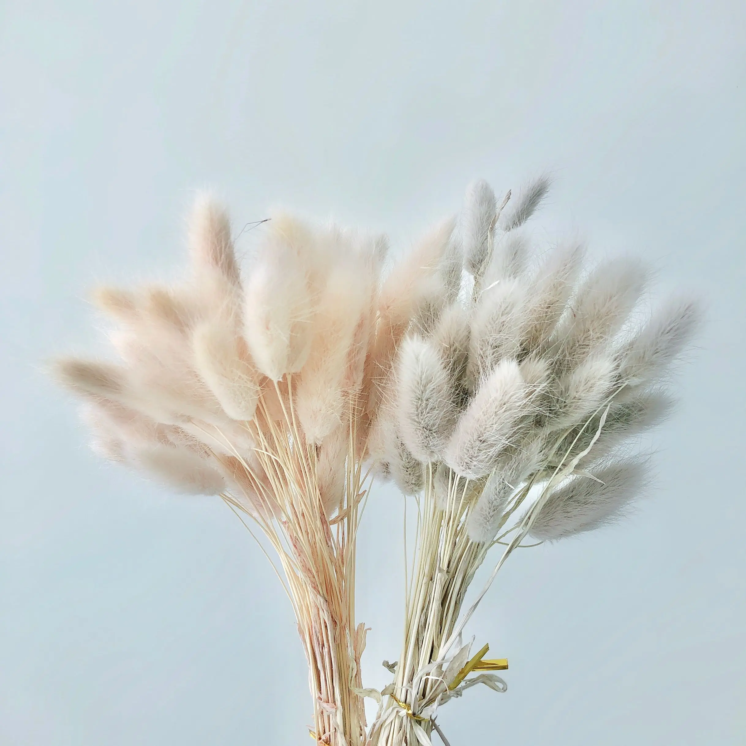 
2021 Ins Factory supply beautiful dried rabbit tail grass Lagurus ovatus for Wedding decoration 