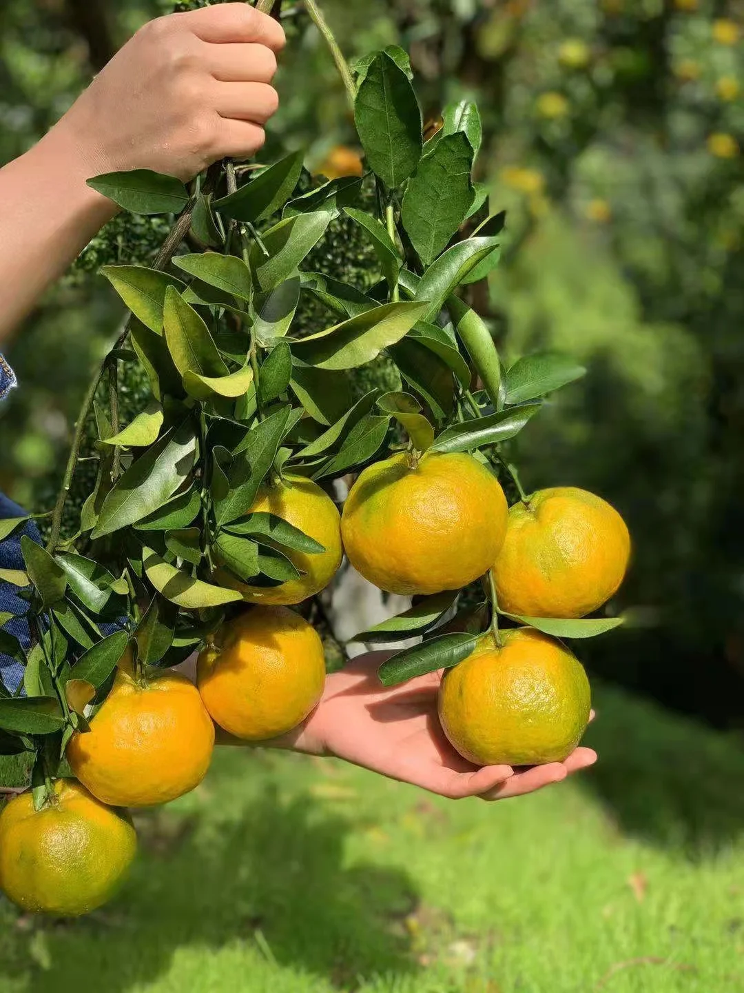 Menghu Brand Mandarin Orange Fresh CItrus Fruit