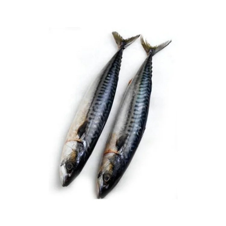 Замороженная рыба, Тихоокеанская скумбрия, замороженная скумбрия, Рыба для консервирования