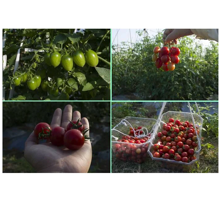 Cheap Economical commercial Double Layer Plastic Film Tomato Plants Greenhouse