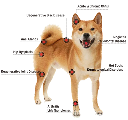 Veterinary therapy laser, dog/cat physical therapy laser machine