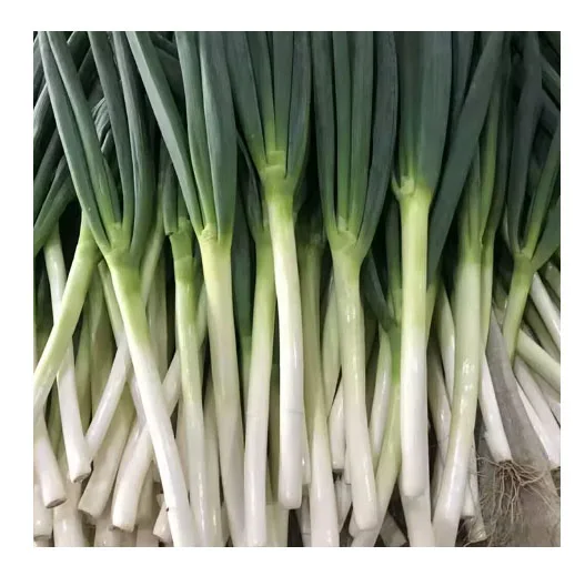 chinese fresh Spring onion green onion hot selling