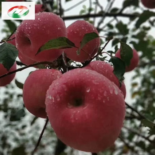 Fresh gala Apple