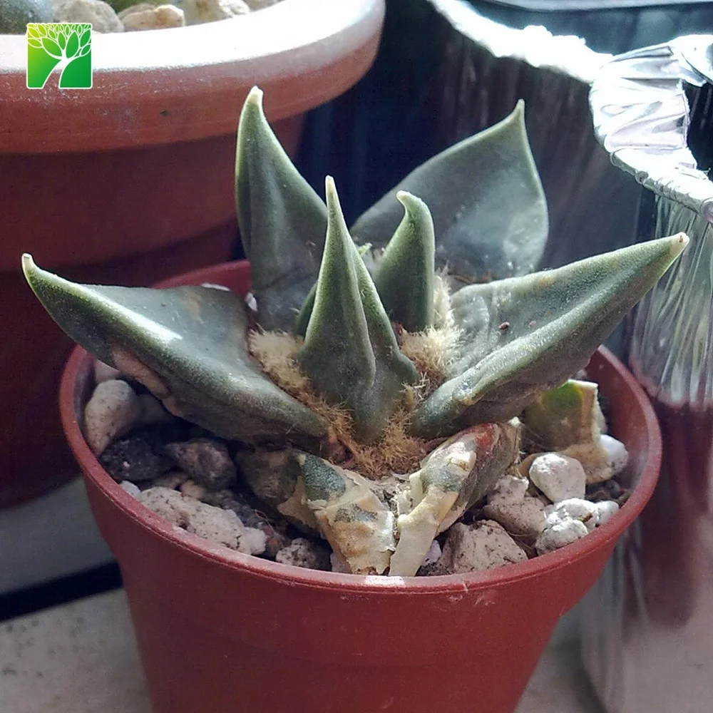 
 Октябрьское время цветения, корень крана, комнатный кактус, суккуленты, ариокарпус ретусус  