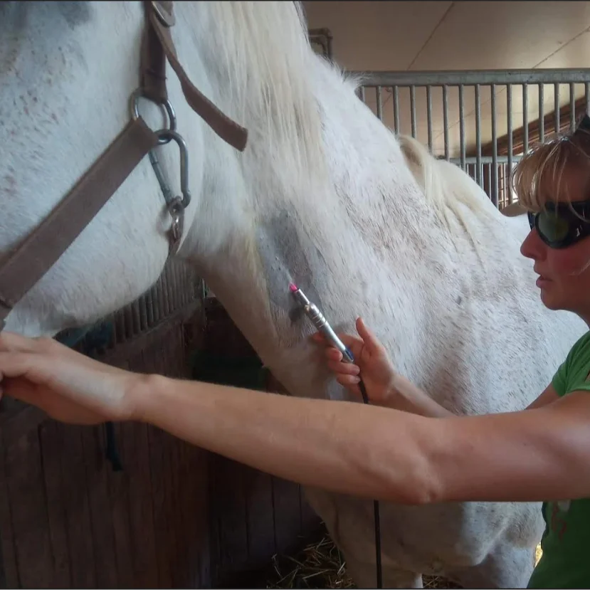 Hot veterinary instrument for large animals horse laser therapy equipment veterinaria animal cuts