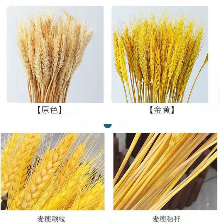 Hot Selling High Quality Natural Dried Wheat Grain Stalks Flowers For Wedding Home Kitchen Table Craft Decoration