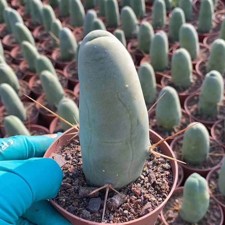 wholesale cactus  Cacti rare cactus Live Cactus Succulent for home garden decoration