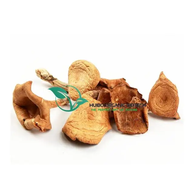  Organic Morchella esculenta mushroom without stem best