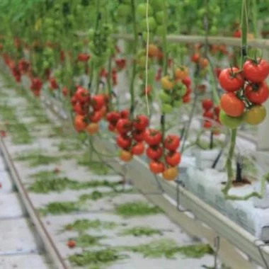
Multi-span Tomato Greenhouse / Automatic Hydroponic Greenhouse System/Hydroponic Growing System 