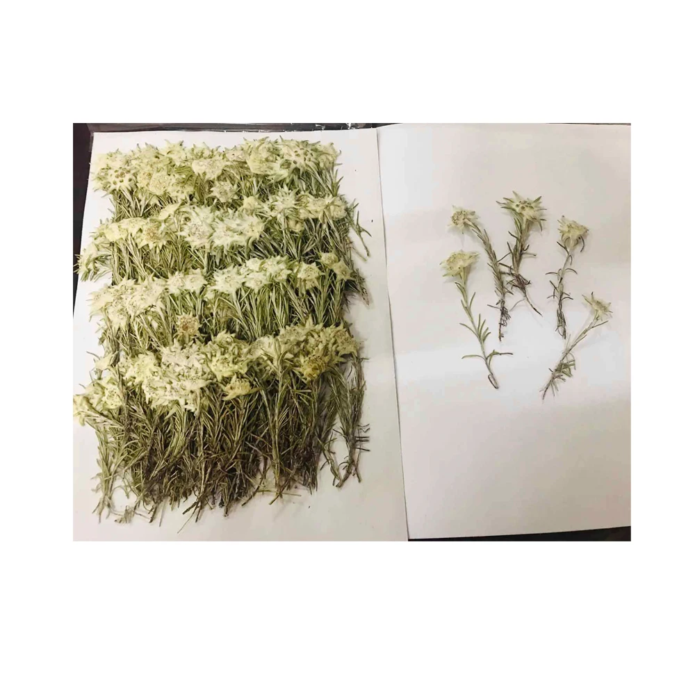 Real Dried Pressed Flower Edelweiss with leaves
