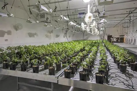 Agriculture Greenhouse Movable Rolling Bench Ebb and Flow Flood Tray Rolling Benches and Table 4X8 FT