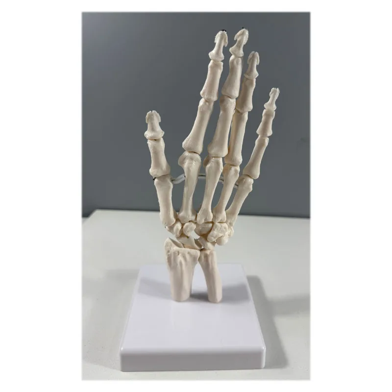 Production PVC Hand Skeleton Model Teaching Anatomical Joint Custom Made Artificial Life-Size Human