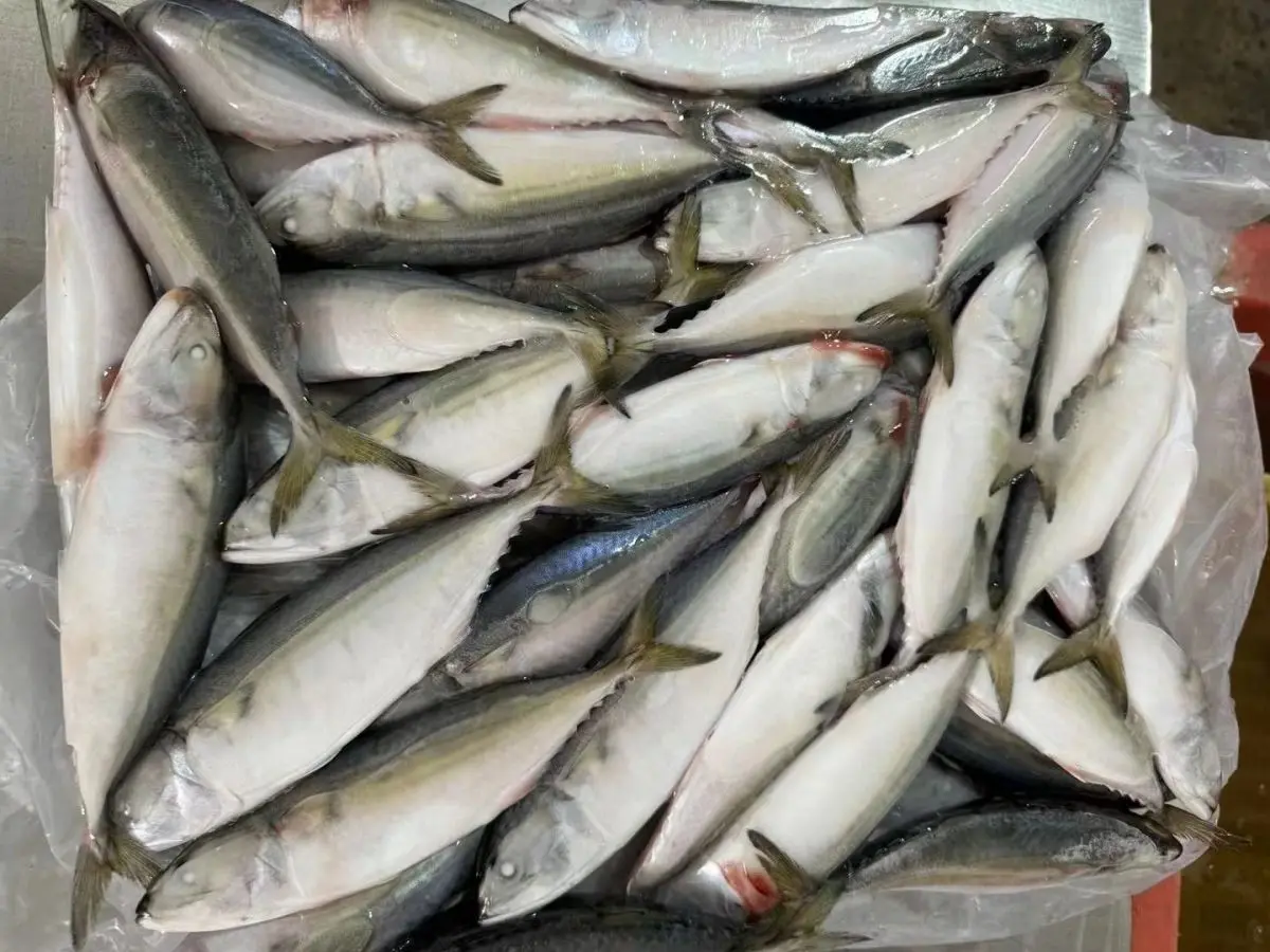 Premium Quality Raw Material Fish Frozen Indian Mackerel Supplier