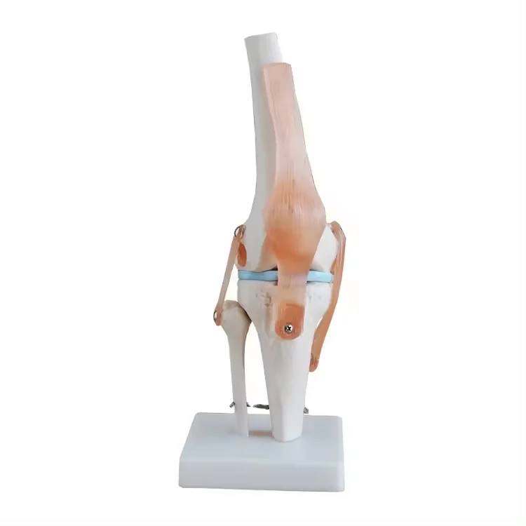 Life-size Knee Joint Anatomical Model Medical Science Educational PVC Knee Joint Skeleton Model