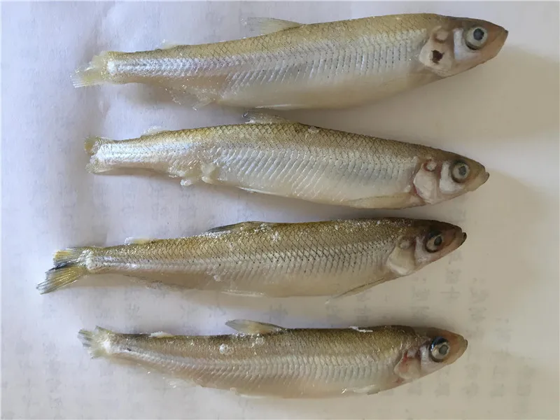 defrost lake smelt (7).JPG