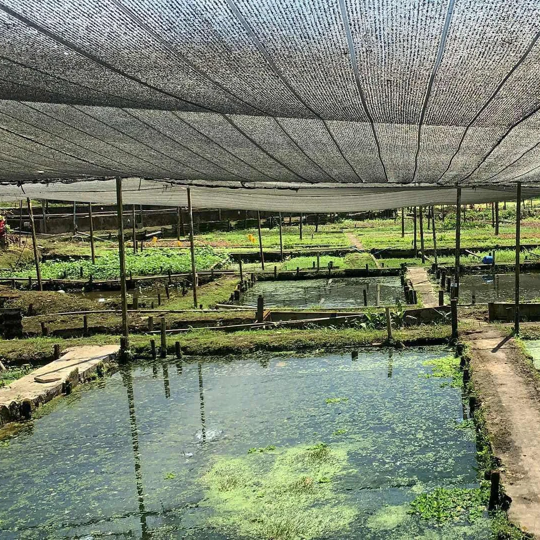 Сетка для садоводства