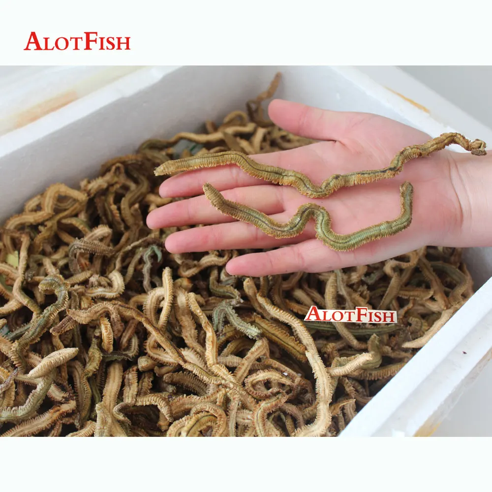 Dry Lugworm fishing bait real worm