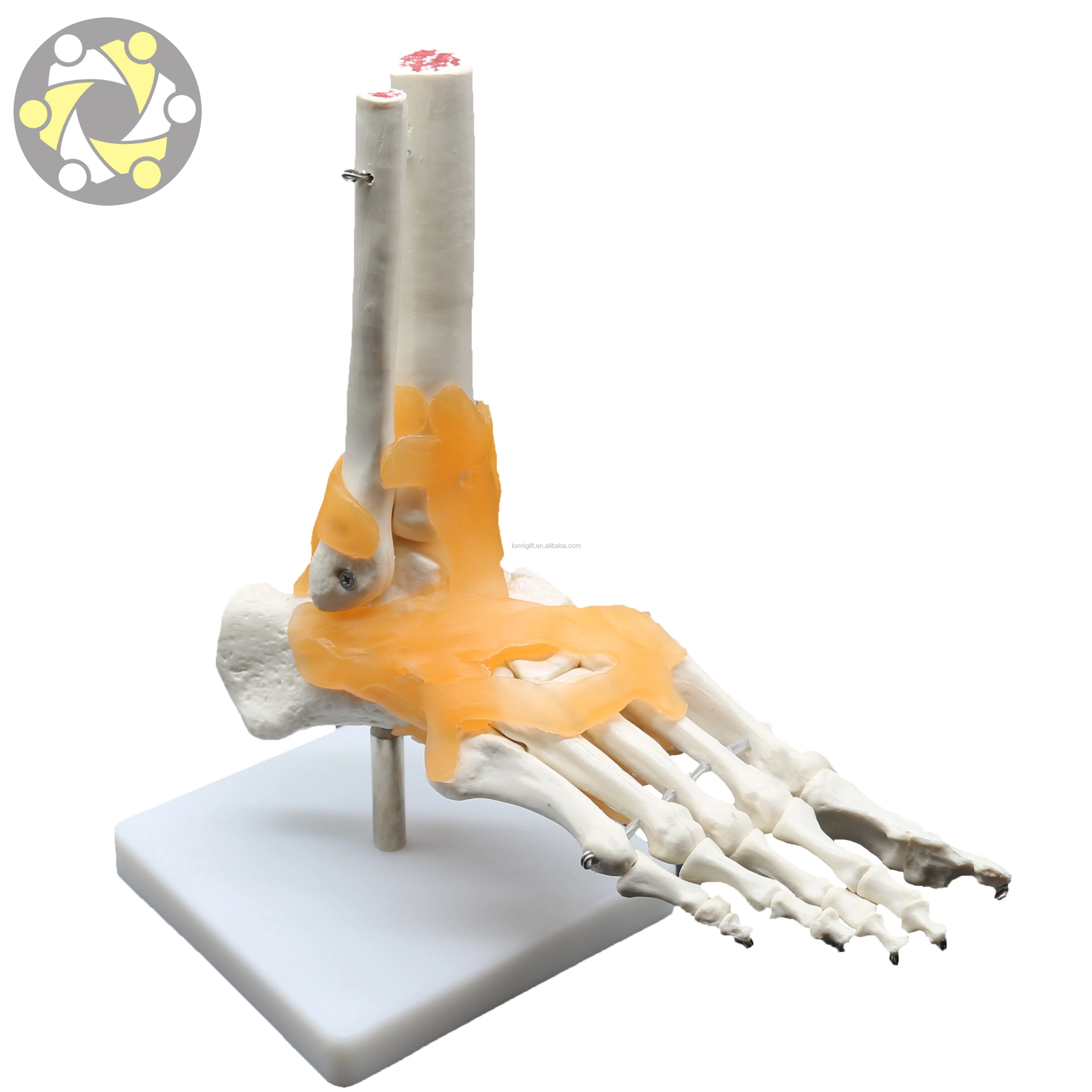Low price foot joint model in stock