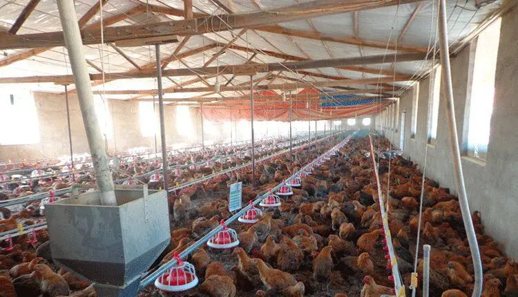 Pan Automatic Poultry Feeder And Drinker System Chicken Feeder