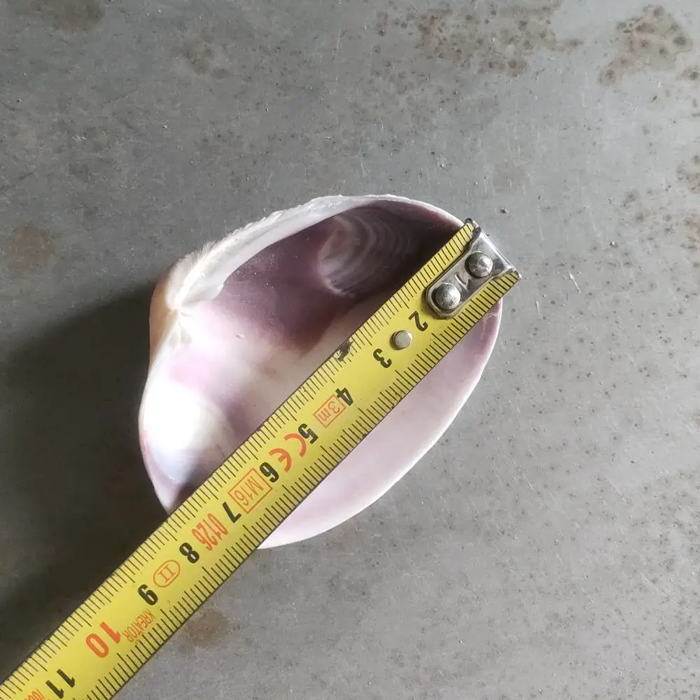 Manufacturer 6-8 cm Clean Empty Clam Shells On Sale
