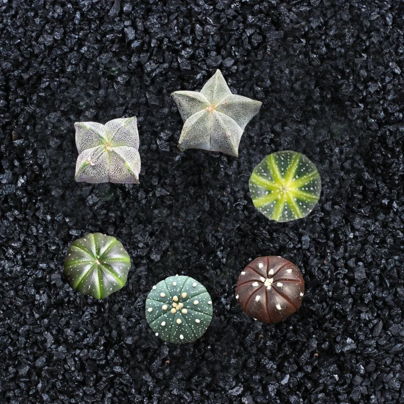 High quality Astrophytum seeds of cactus seeds