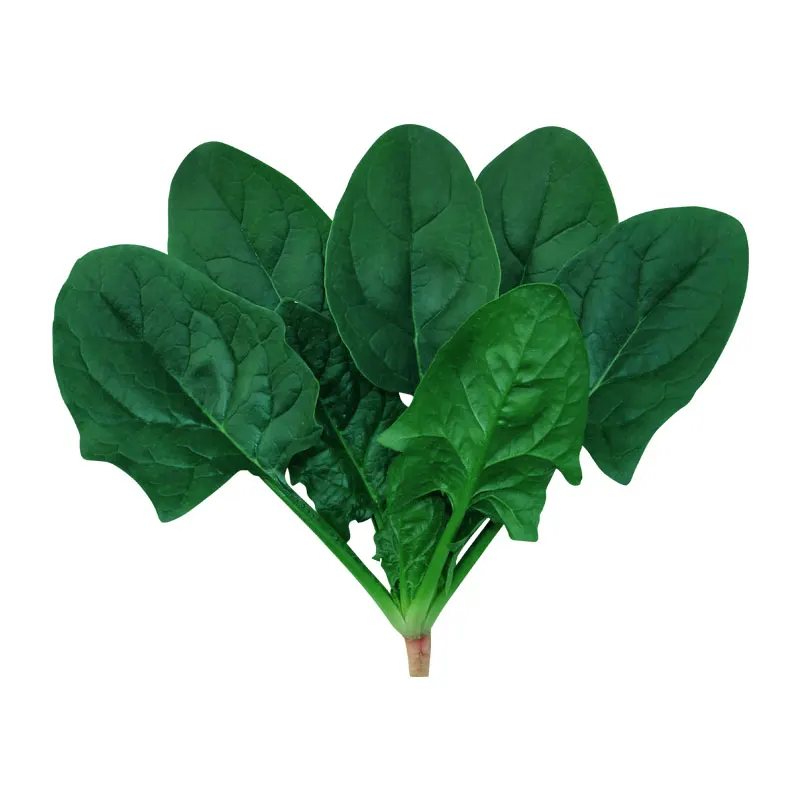 Китайская компания по производству семян овощей семена шпината