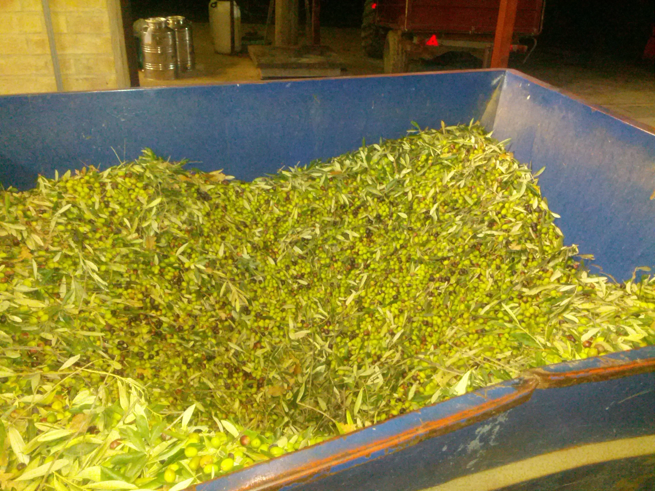 IL CILIEGIO 250 ml Olive Oil Bottle or Can High Quality Artisanal Organic Extra Virgin Olive Oil for Seasoning