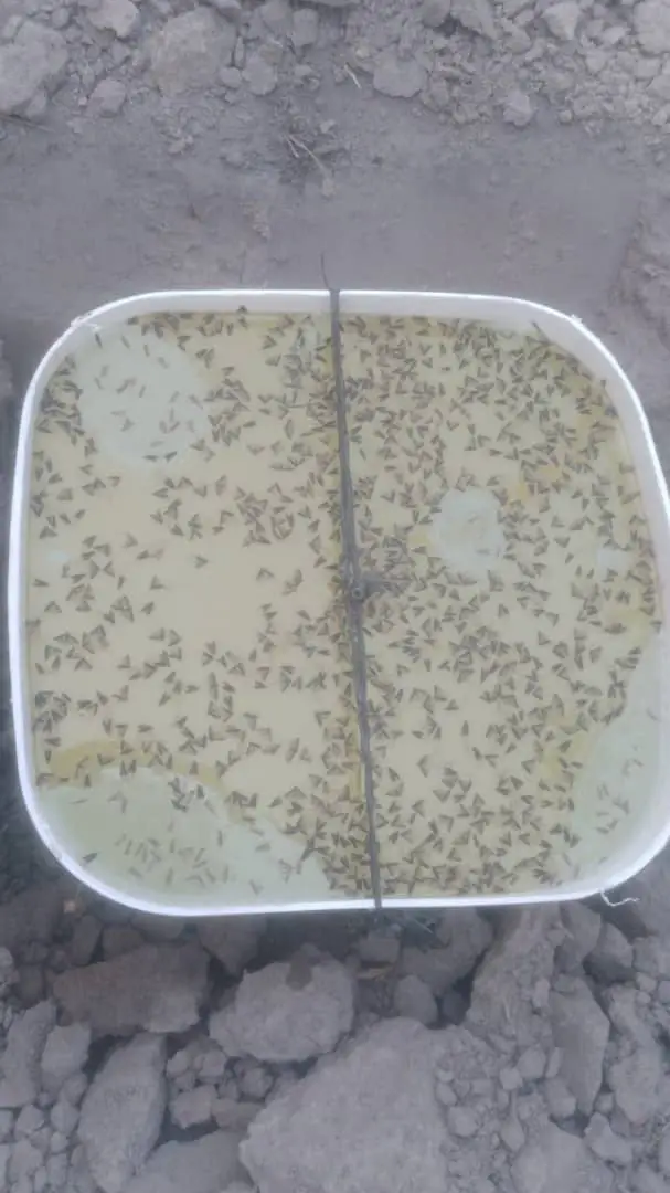 Non toxic tuta absoluta lures to control tomato leafminer