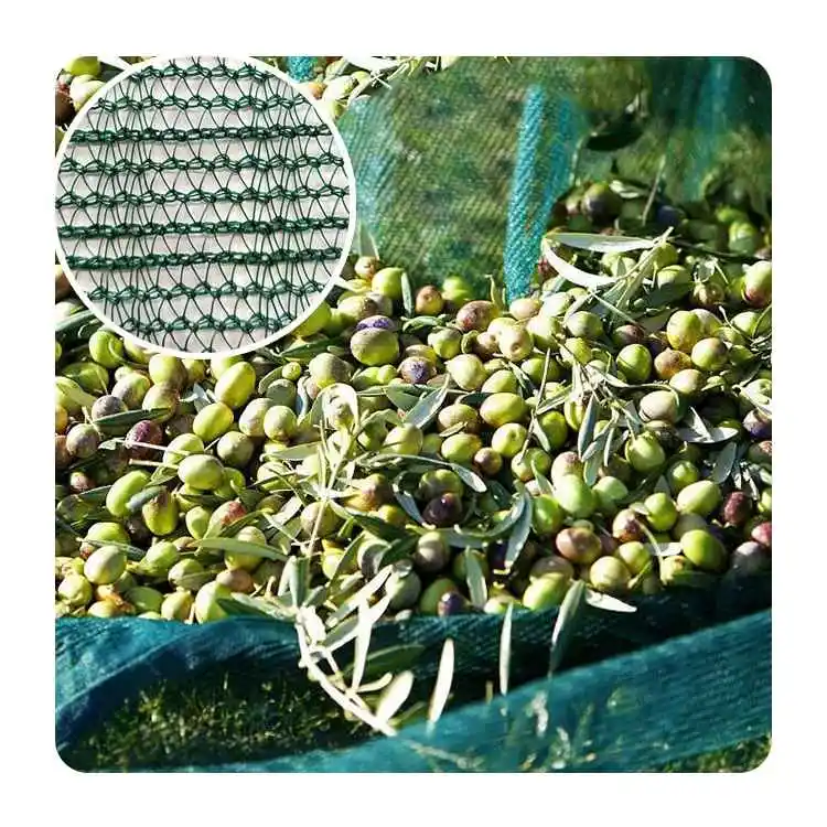 Olive Collection Net High Quality Export to European Market