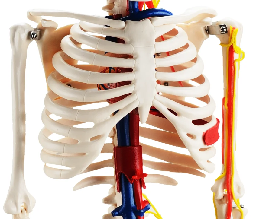 CBM-001E 85cm Human Skeleton with Nerves and Blood Vessels,artificial anatomical medical skeleton