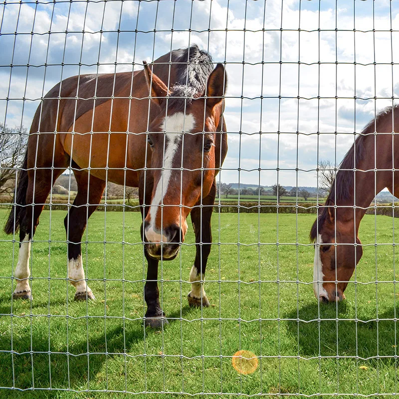 Horse_fencing_gallery_2-2.jpg