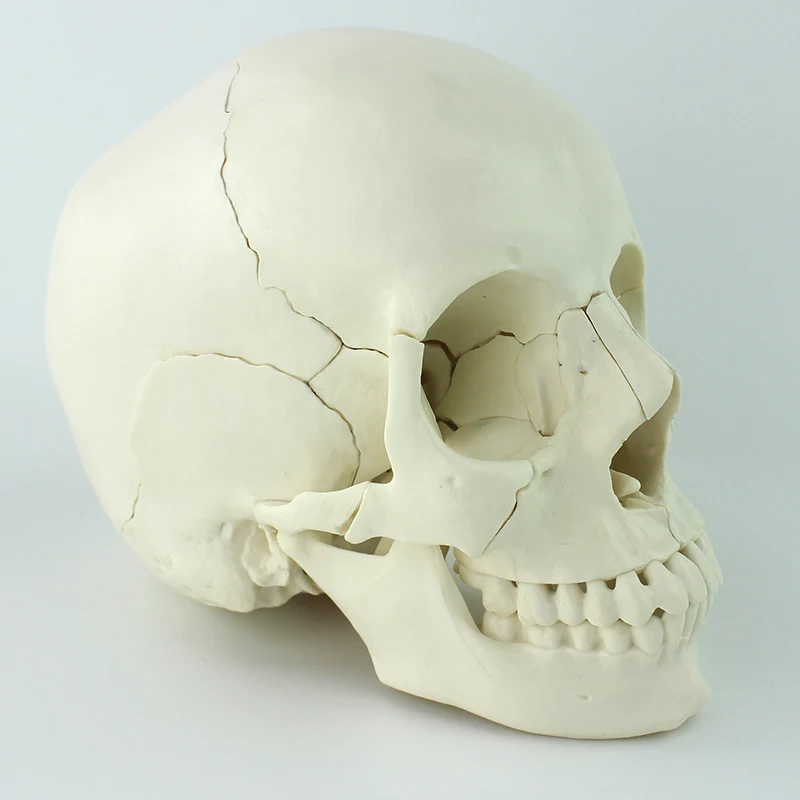 factory cheap price teaching model skeleton plastic skull model