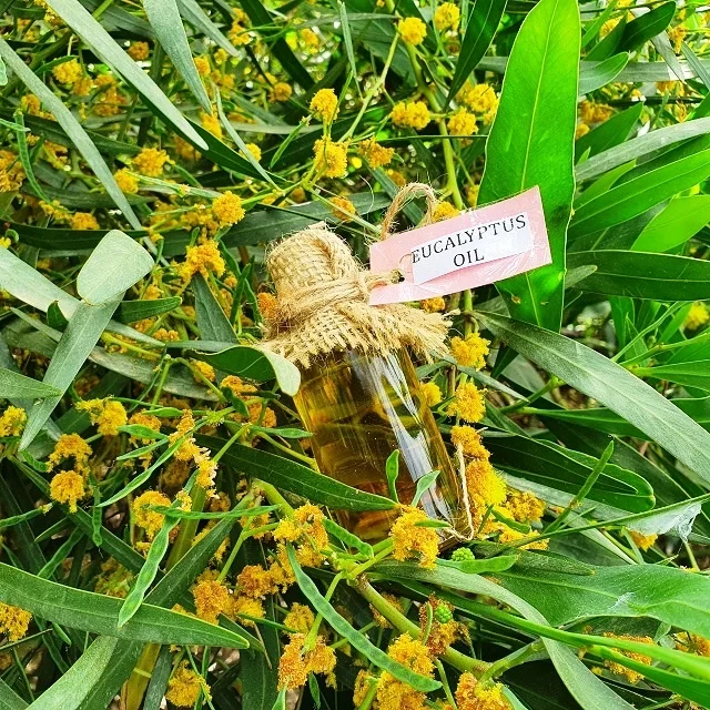 
Eucalyptus Oil - Eucalyptus Globulus 