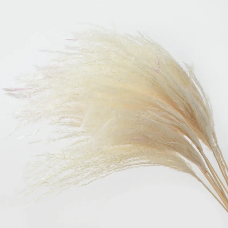 Pampas Grass Bouquet For Home Decoration Top Sell Wedding Decorative Dry Flower Long Feather Fluffy Natural Pampas Grass