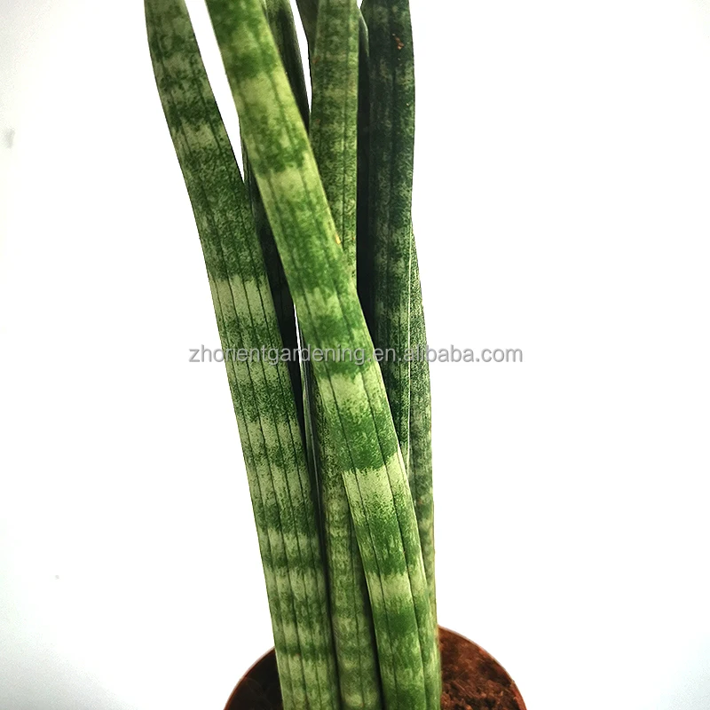 Green plant potting sansevieria plant abram tiger plant